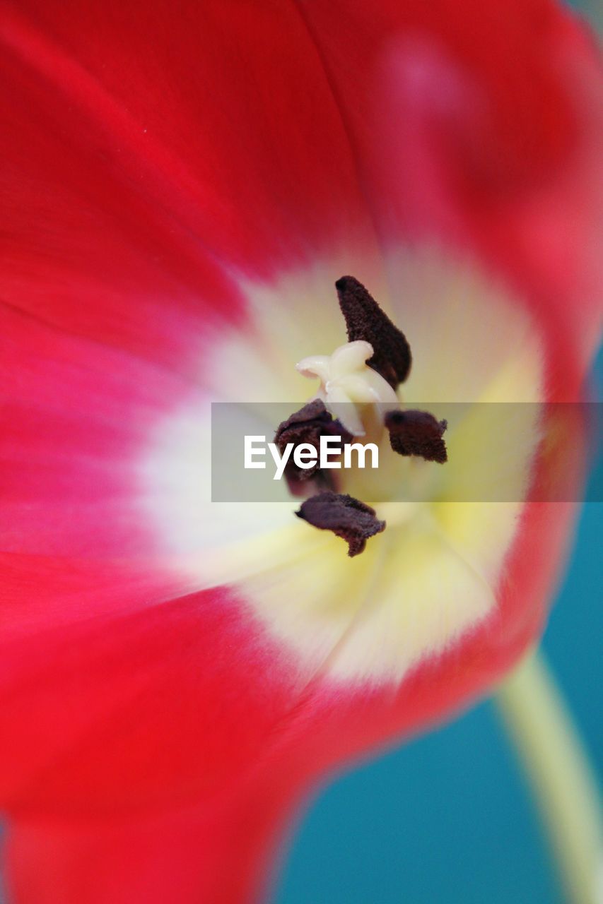 Close-up of poppy blooming outdoors