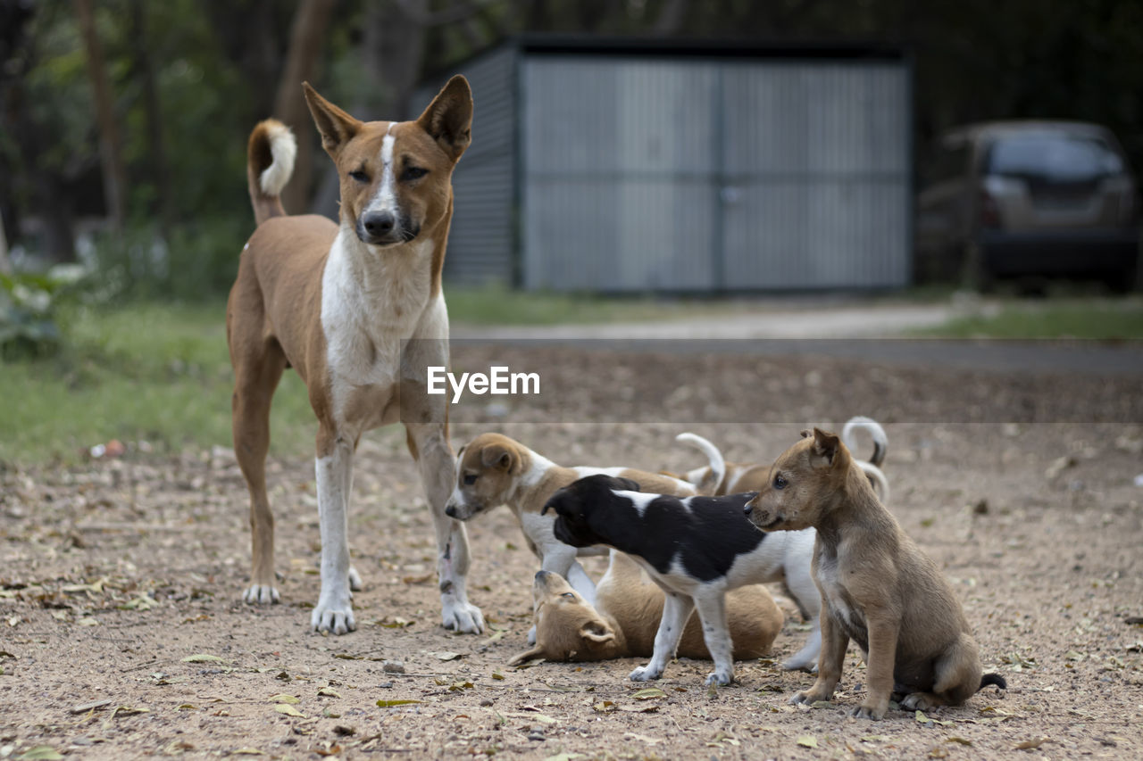 PORTRAIT OF DOGS WITH DOG ON LAND