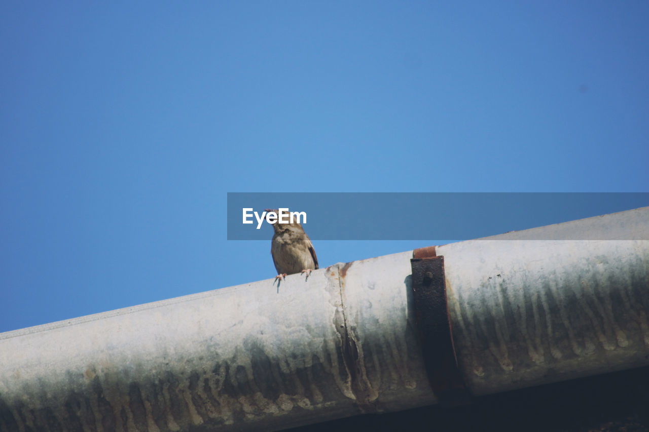 LOW ANGLE VIEW OF BIRD PERCHING ON A PIPE