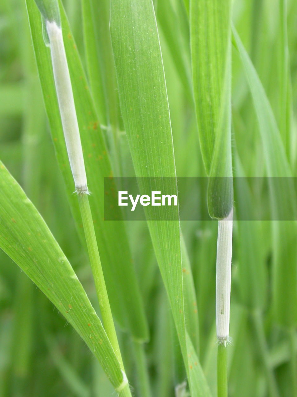 CLOSE-UP OF PLANT