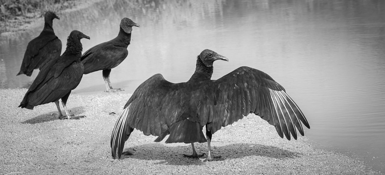 Black vultures at lakeshore