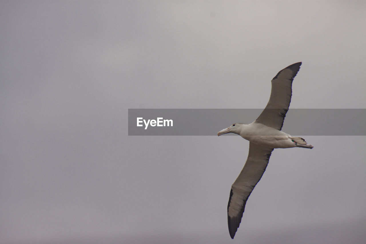 LOW ANGLE VIEW OF SEAGULL FLYING AGAINST SKY