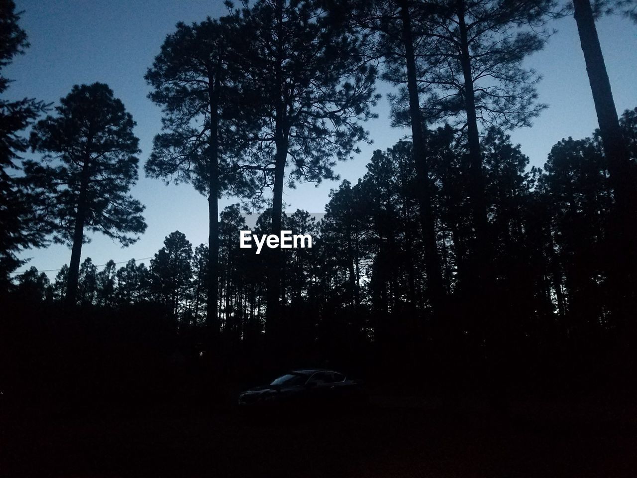 TREES IN FOREST AGAINST SKY AT NIGHT