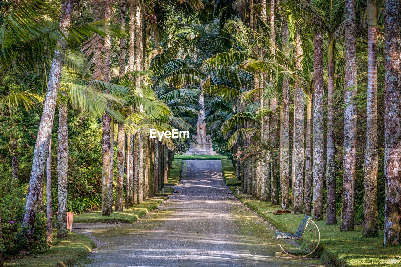 FOOTPATH AMIDST PLANTS IN FOREST