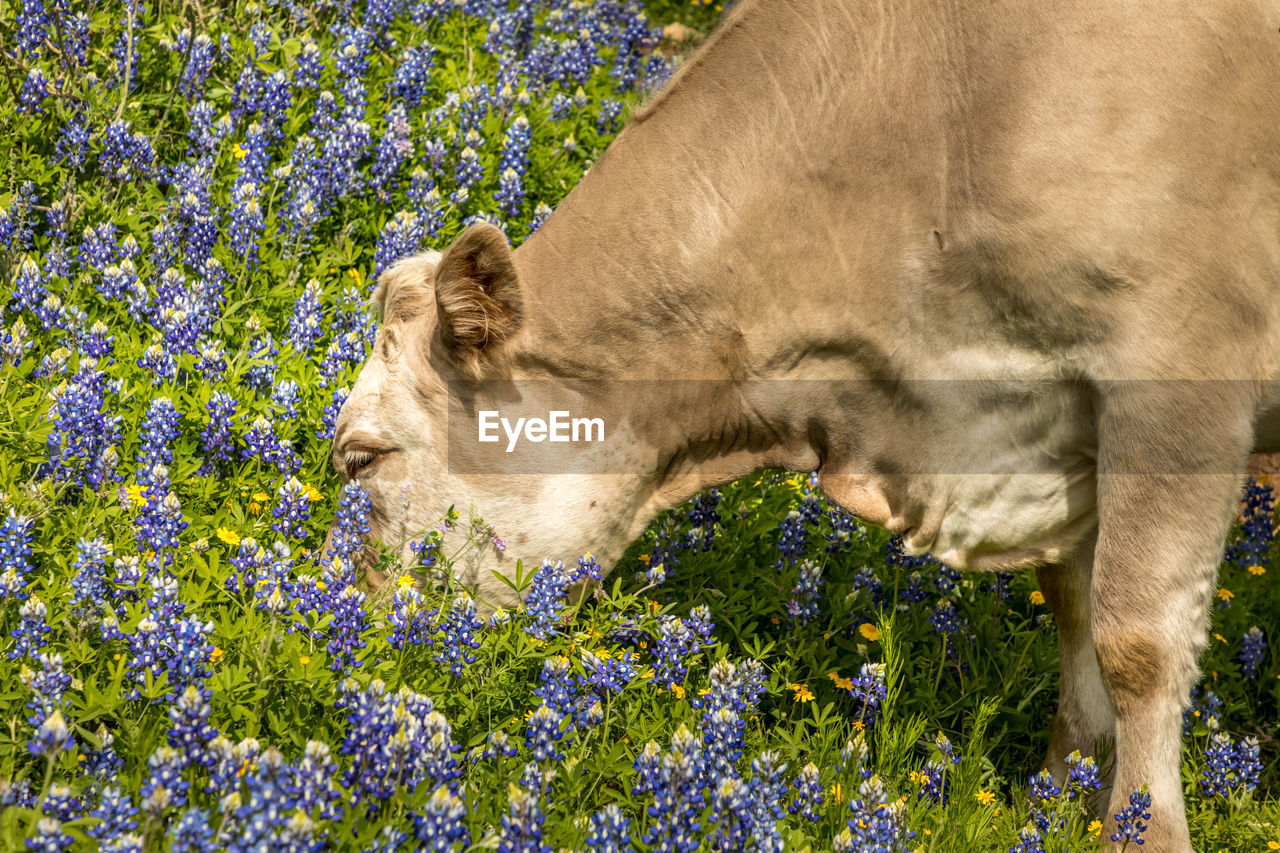 Cow grazing in a blue bonnet meadow in texas
