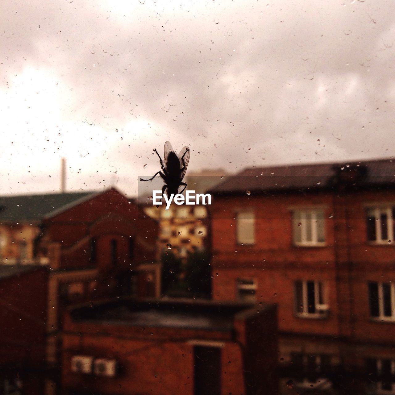 Close-up of fly on glass window in city