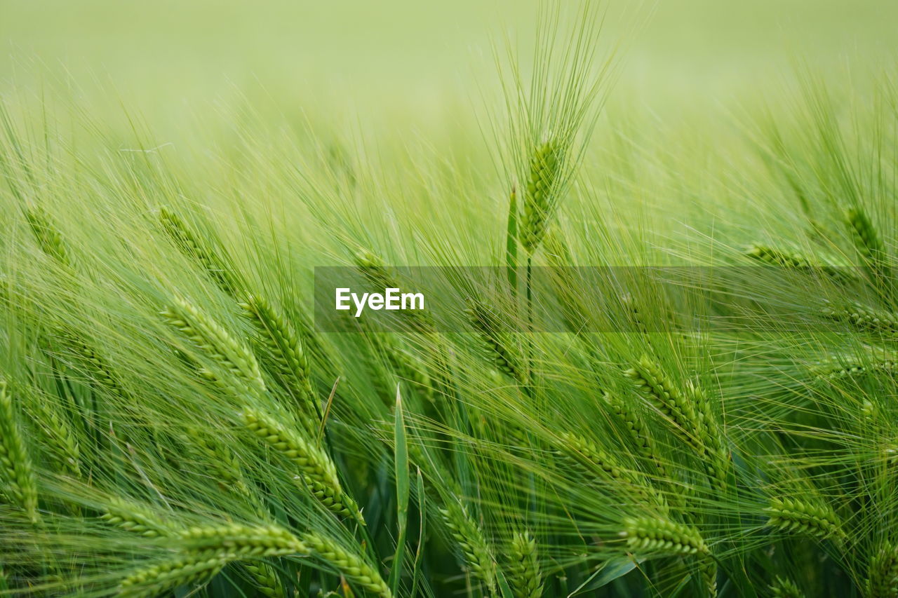 plant, agriculture, growth, crop, green, cereal plant, field, rural scene, nature, landscape, land, farm, beauty in nature, barley, food, no people, grass, wheat, close-up, hordeum, environment, freshness, outdoors, backgrounds, food and drink, day, triticale, plant stem, tranquility, grassland, rye, focus on foreground, paddy field, summer, sky