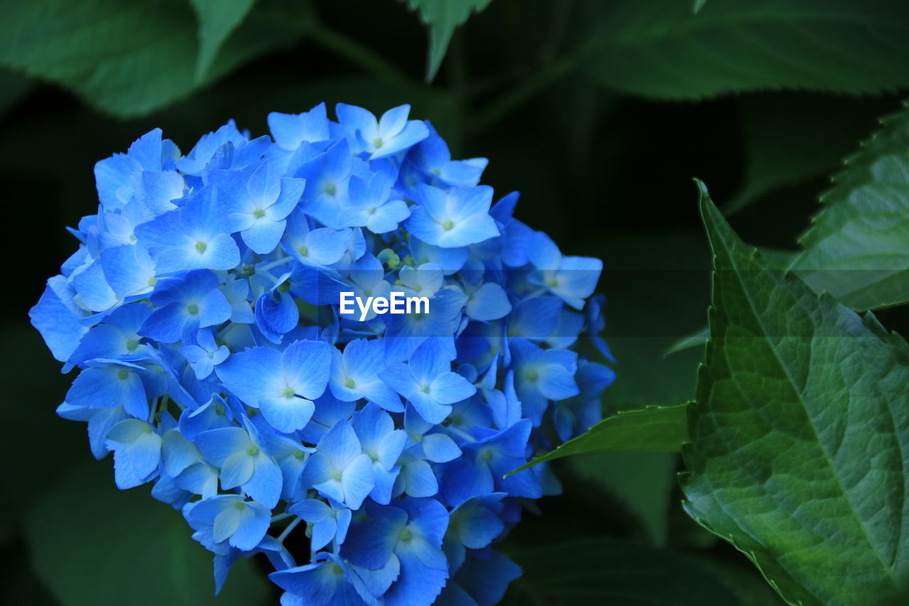 Close-up of blue hydrangea growing outdoors