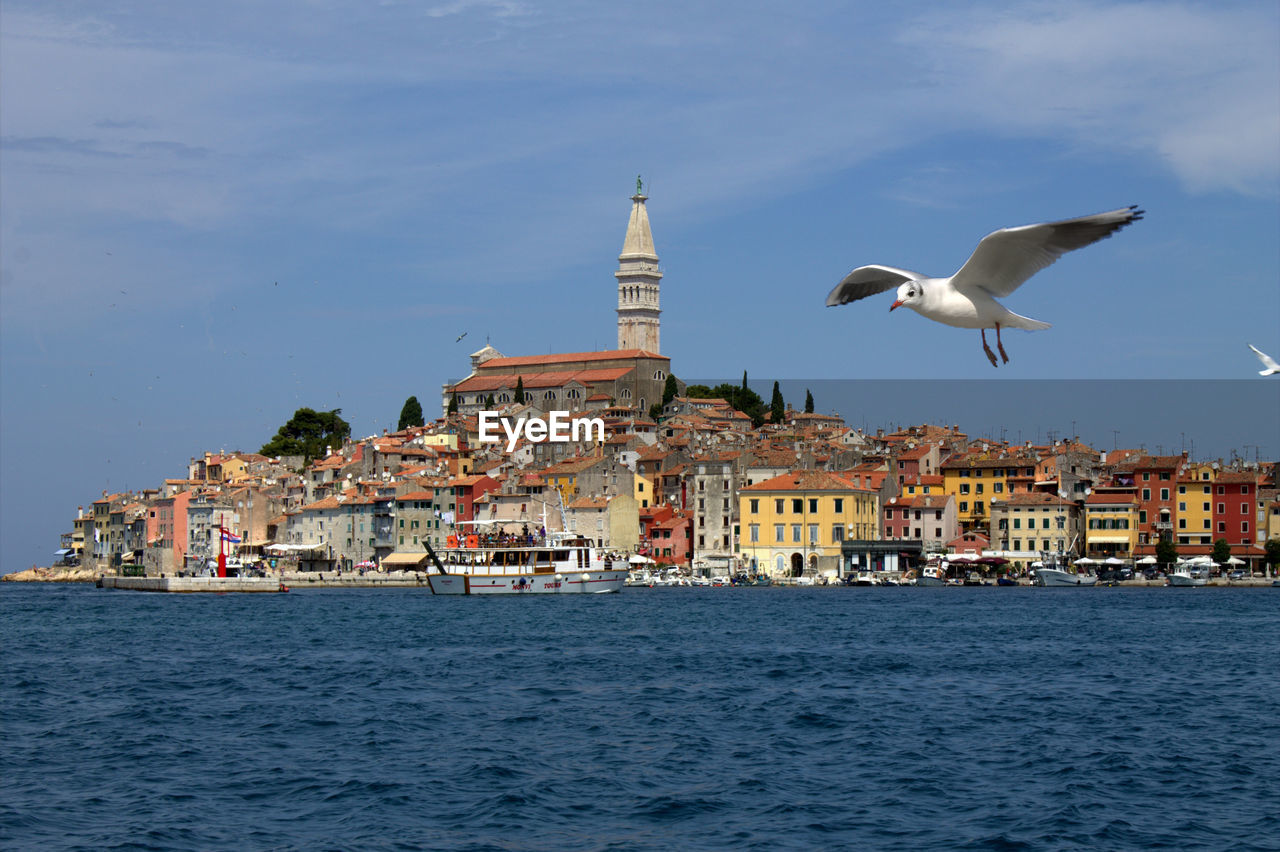 Seagull flying over sea against city