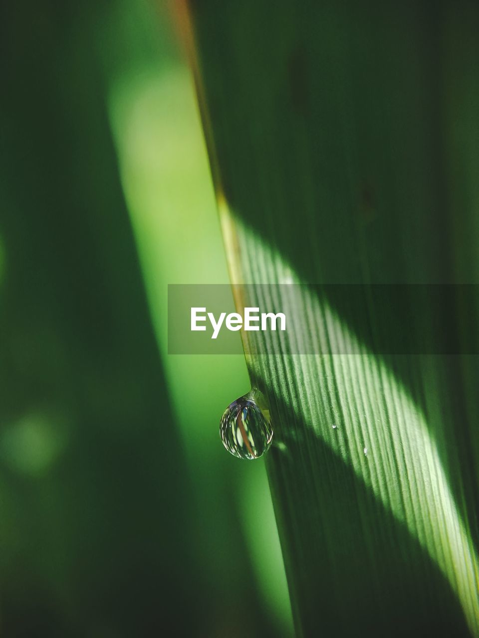 Close-up of dew on leaf