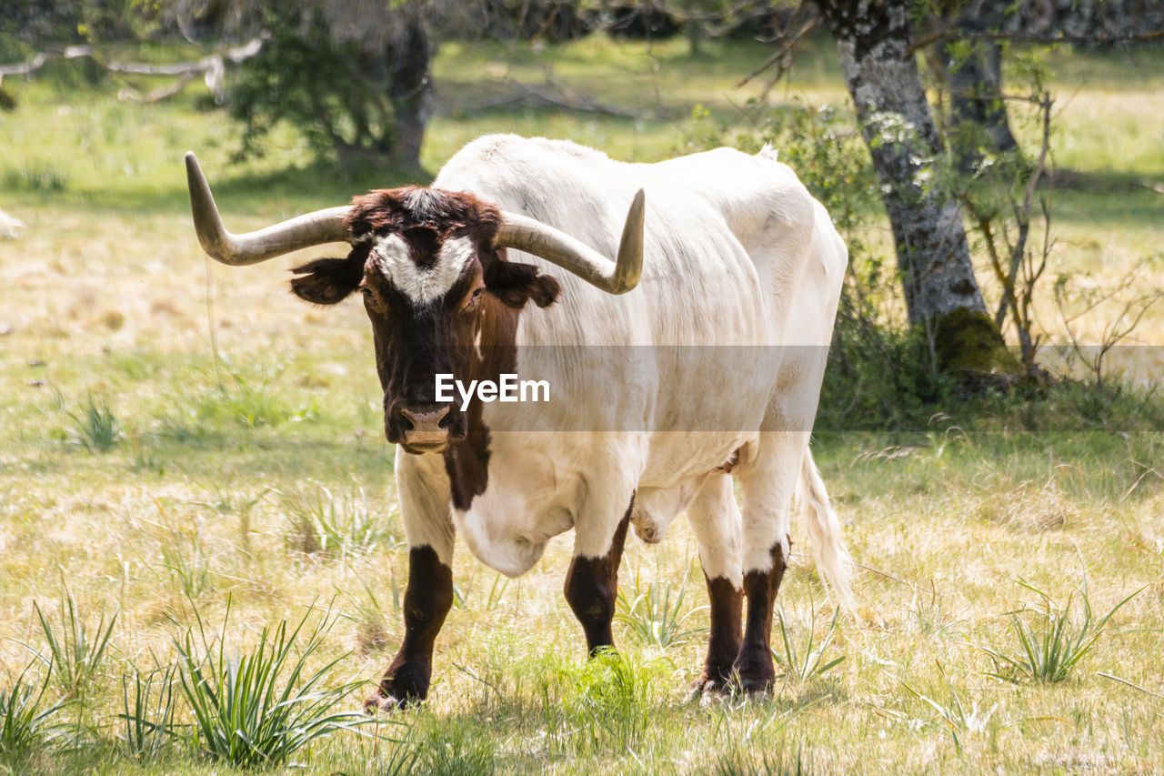 portrait of cow standing on field