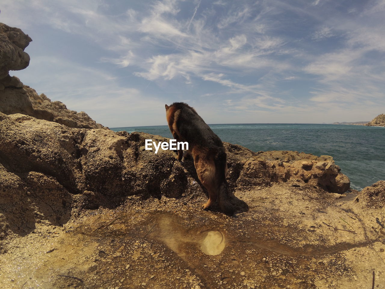 DOG ON ROCK IN SEA AGAINST SKY
