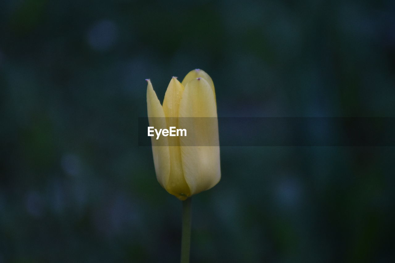 Close-up of yellow rose flower