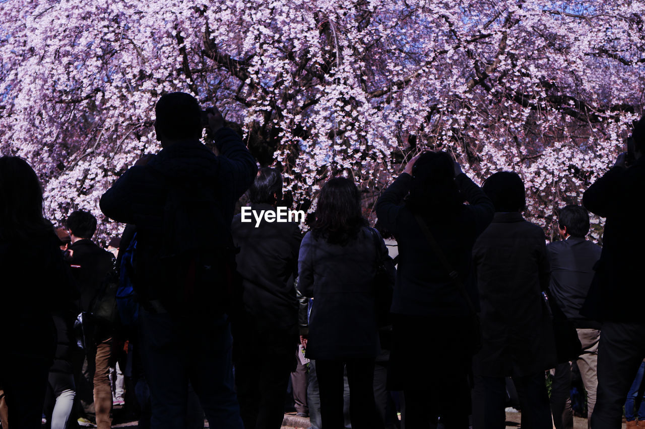 People at park during cherry blossoms