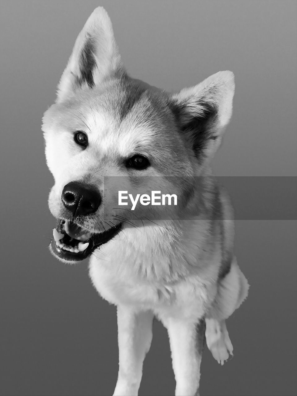 one animal, animal, animal themes, mammal, pet, domestic animals, dog, canine, black and white, studio shot, portrait, indoors, monochrome photography, monochrome, animal body part, no people, siberian husky, looking at camera, mouth open, gray background, facial expression, close-up, sticking out tongue