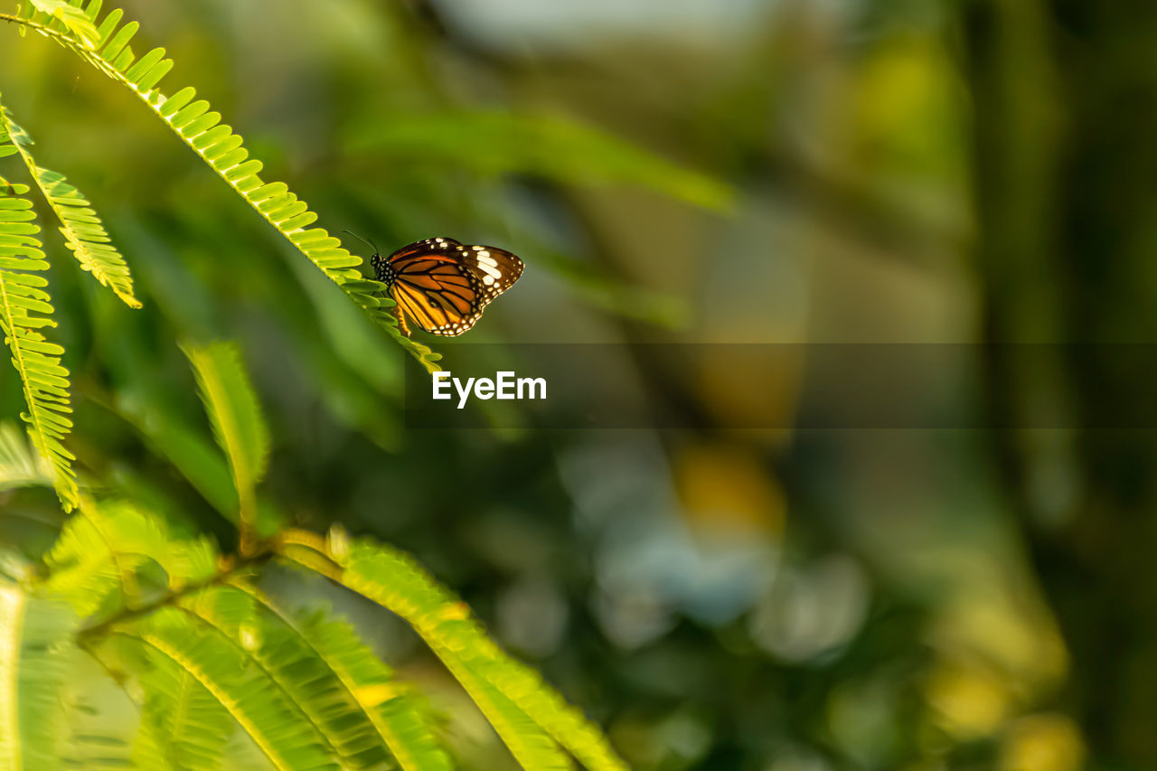 Close-up of butterfly on leaf