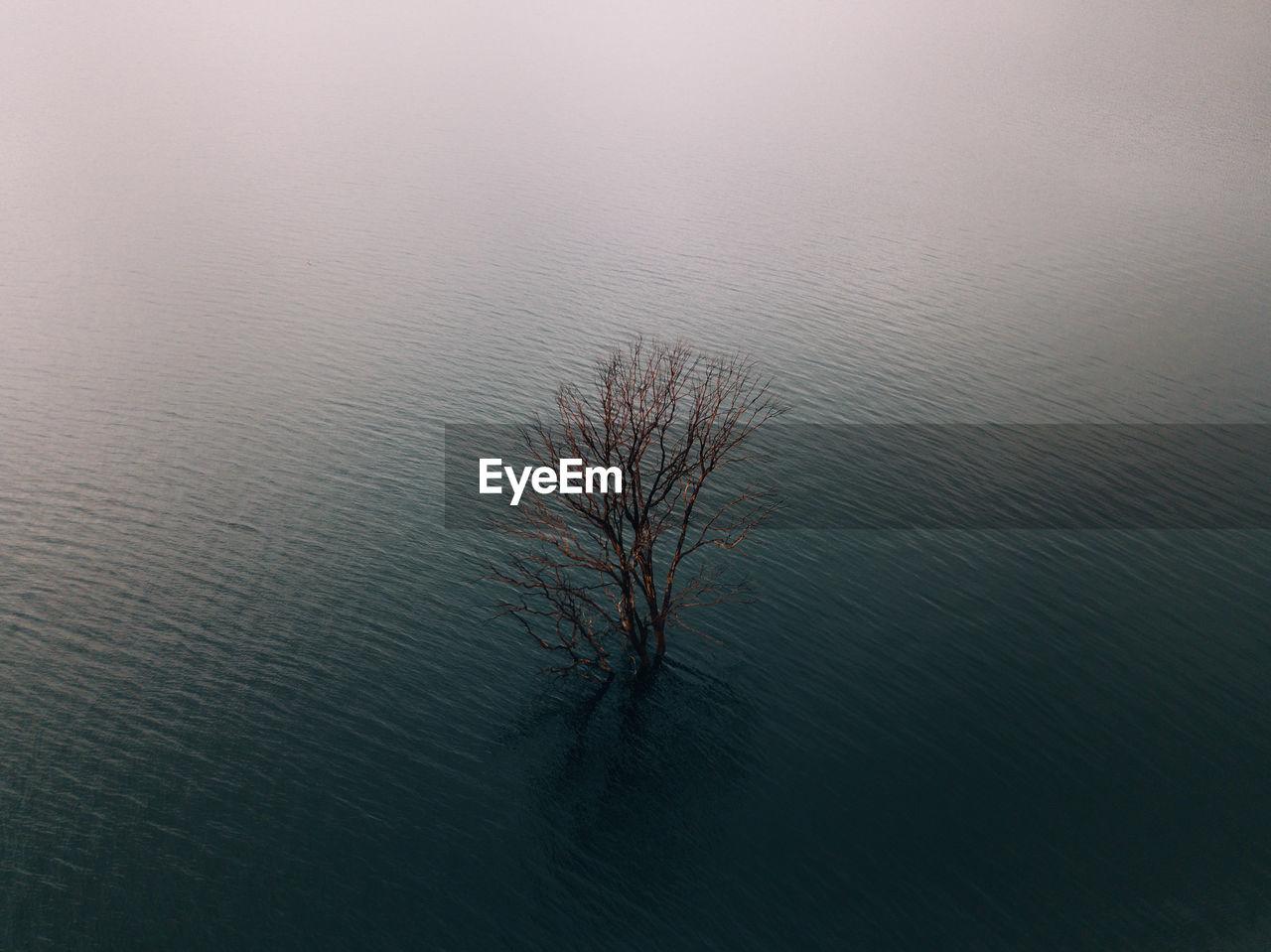 High angle view of bare tree in lake