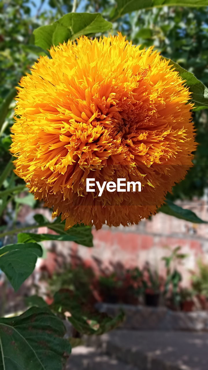 CLOSE-UP OF YELLOW FLOWER PLANT