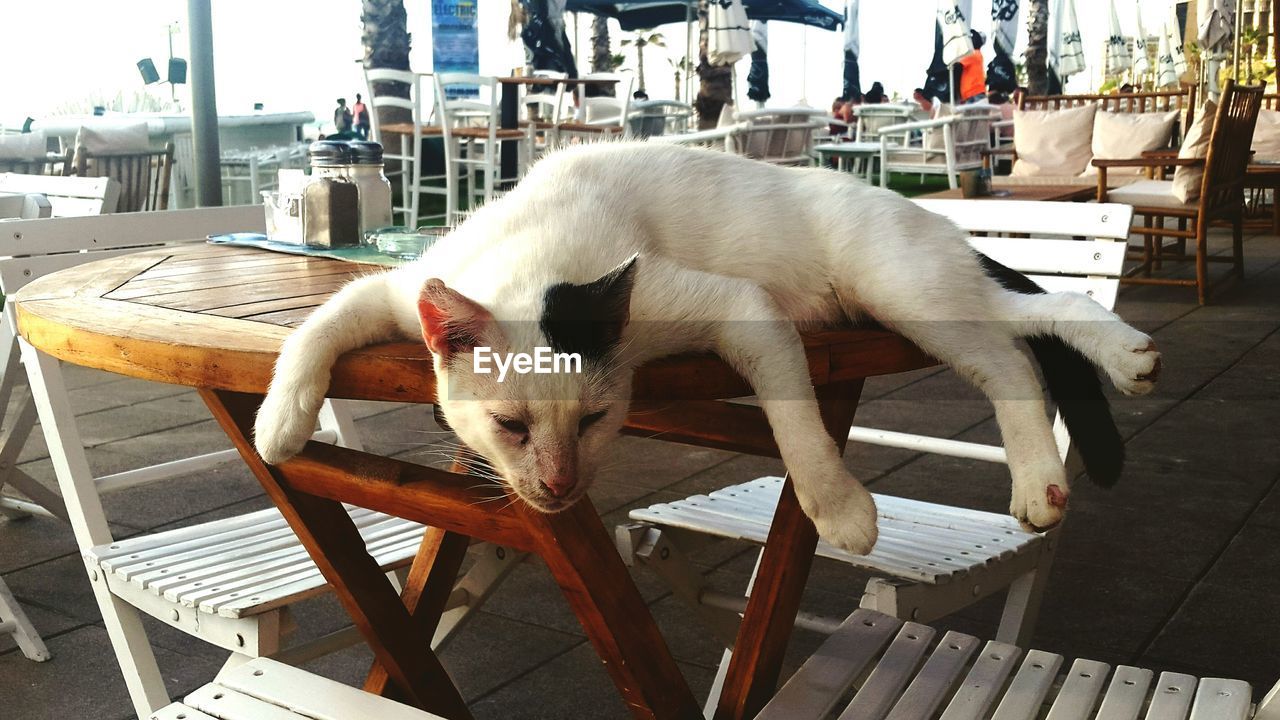 Close-up of cat relaxing on table at sidewalk cafe