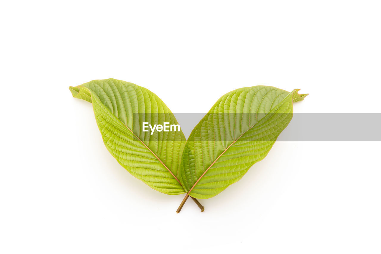 leaf, plant part, green, white background, plant, cut out, studio shot, nature, branch, no people, close-up, positive emotion, love, yellow, flower, beauty in nature, heart shape, freshness, indoors, produce, single object, petal, food and drink, food