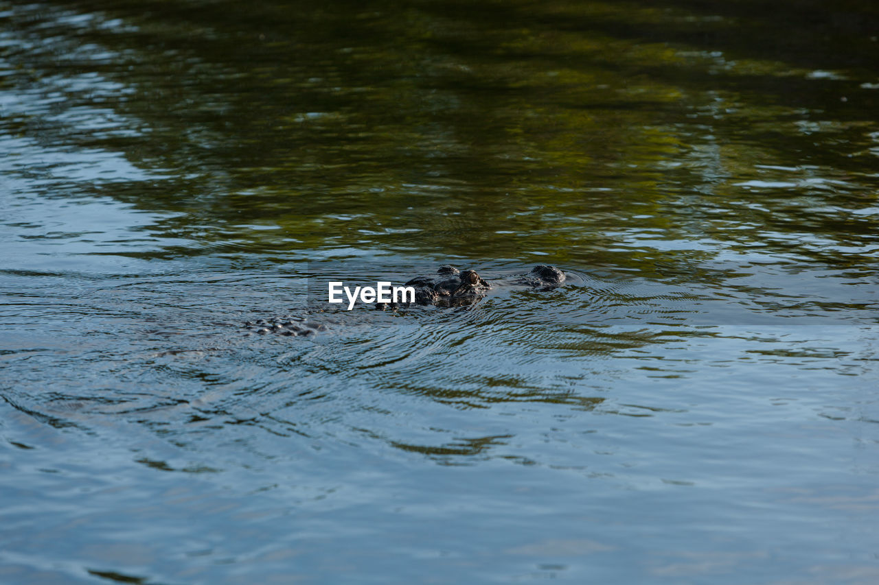 DUCK SWIMMING IN LAKE