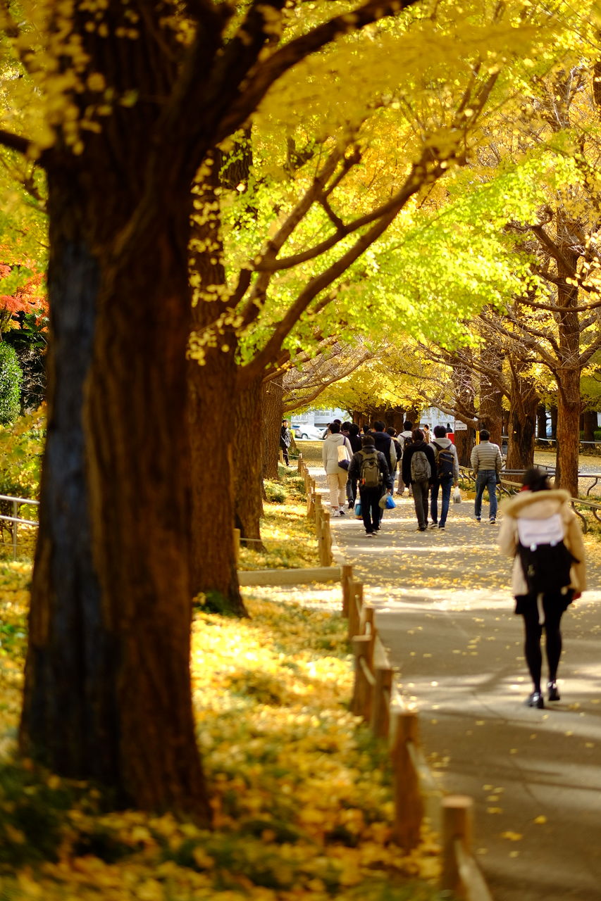 Rear view of people walking on footpath amidst ginkgo trees