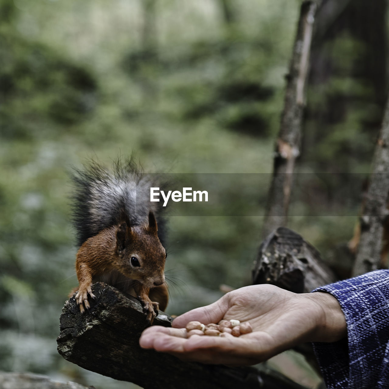 Cropped hand of person feeding squirrel