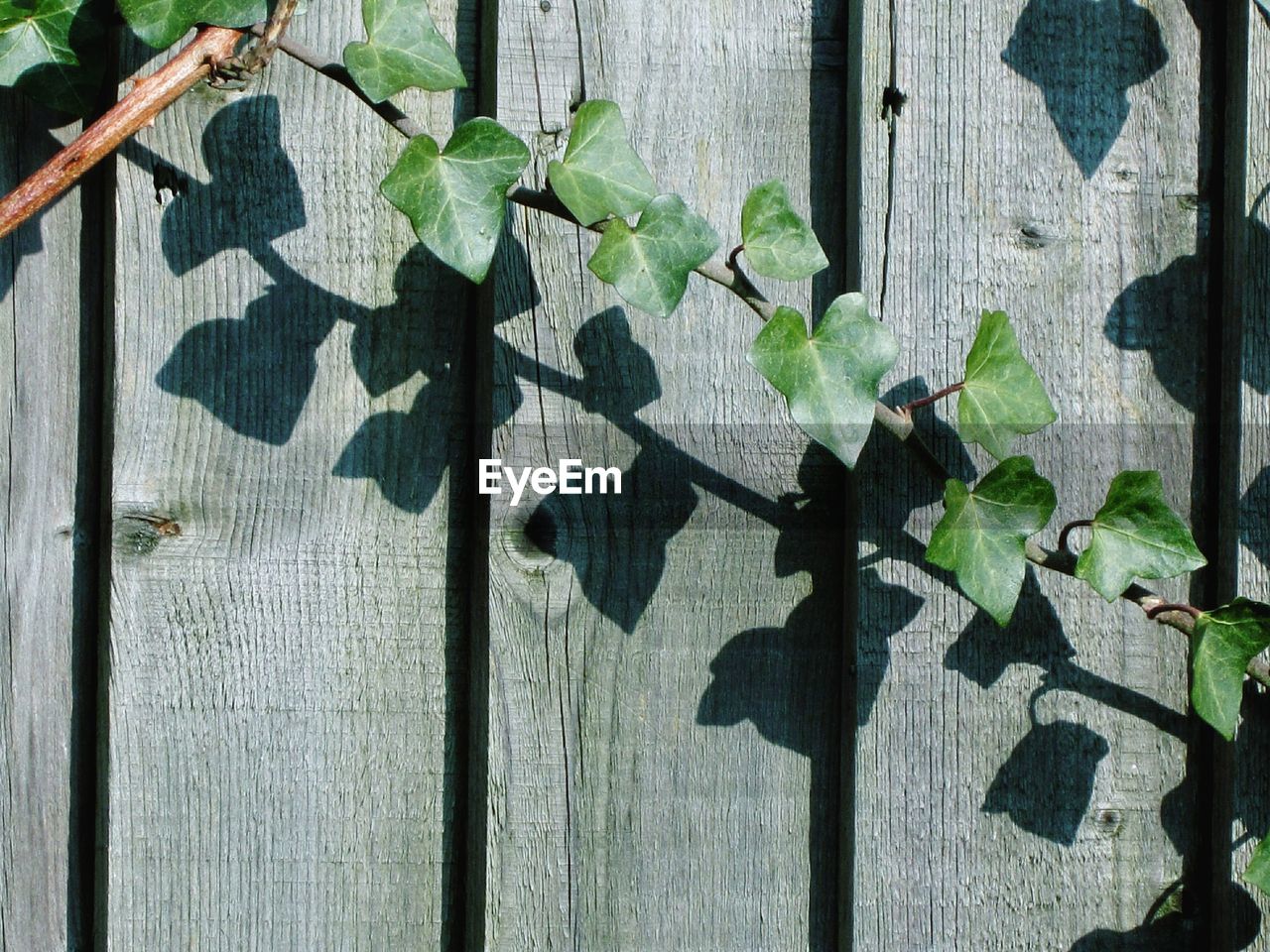 Close-up of plants against wooden wall