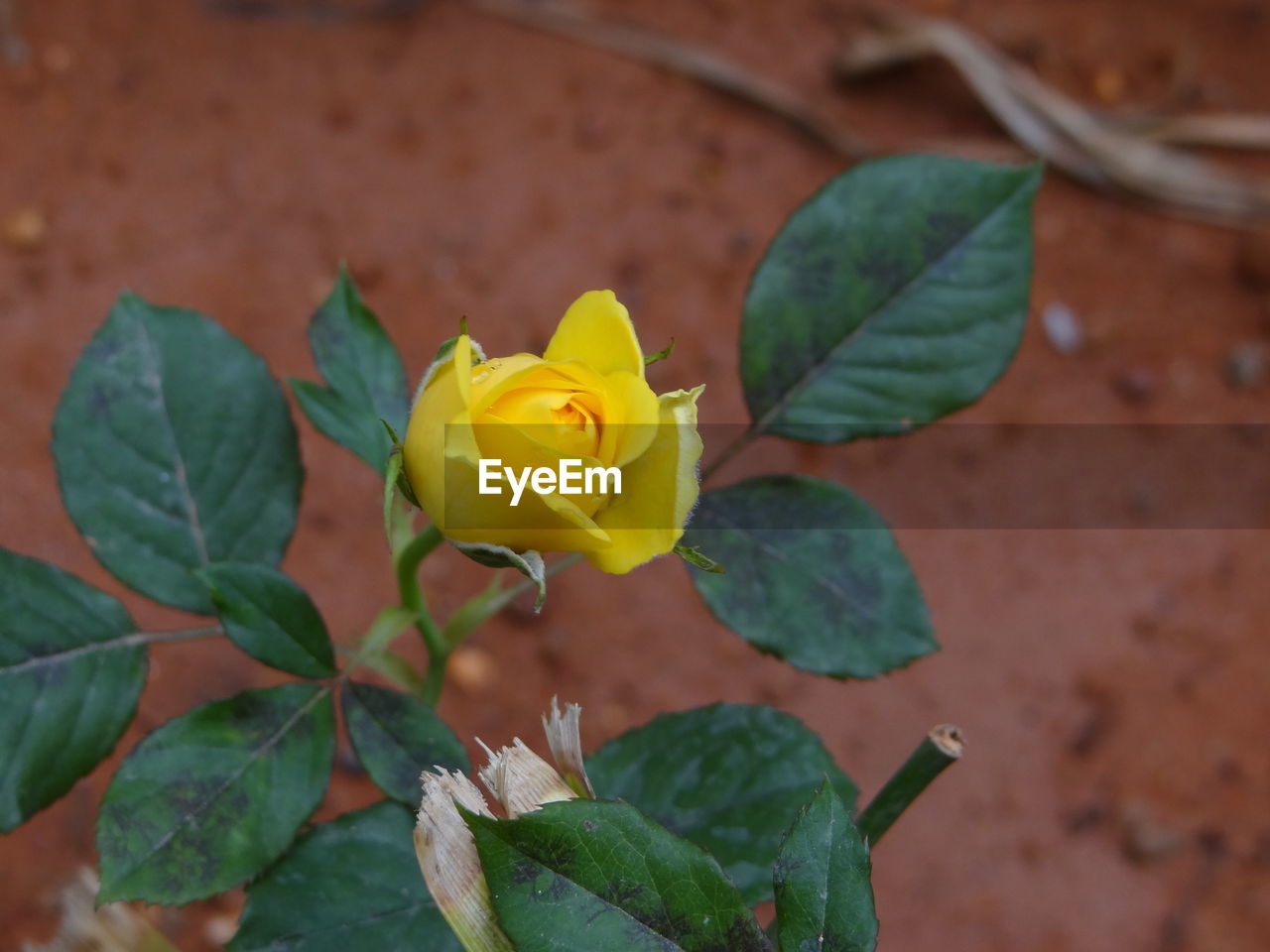 Close-up of yellow rose plant