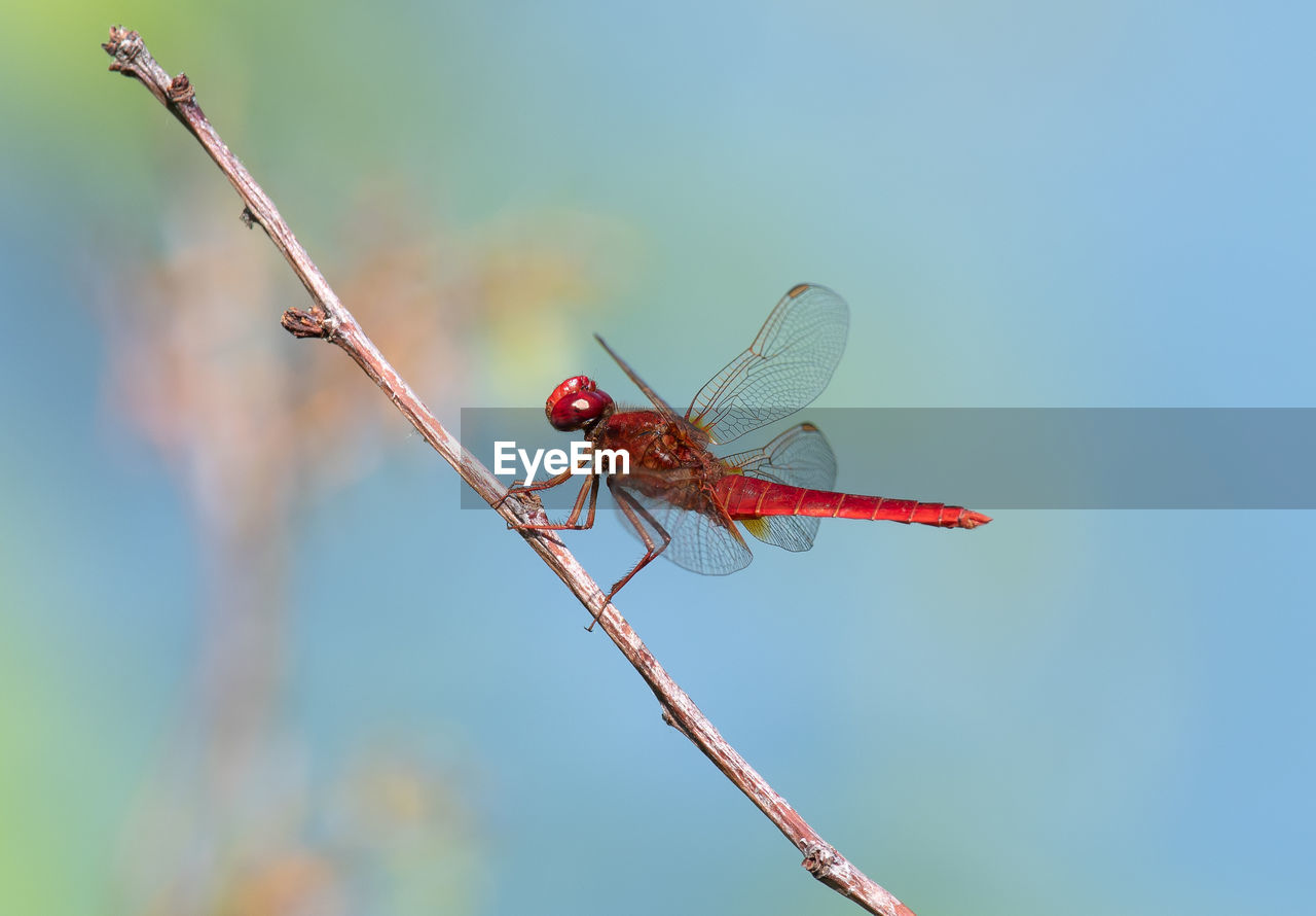 CLOSE-UP OF DRAGONFLY