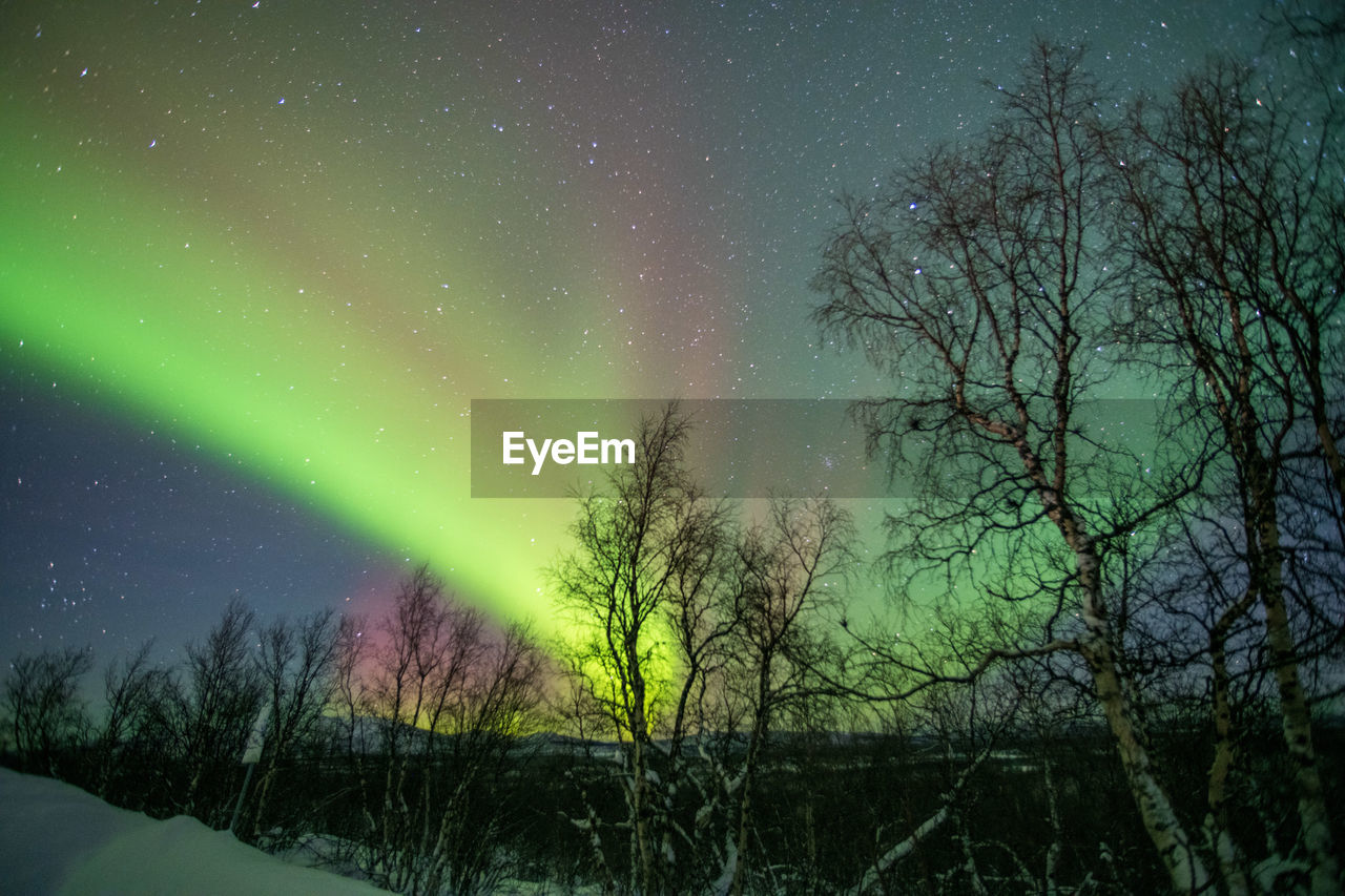 Bare trees on field against aurora and sky at night