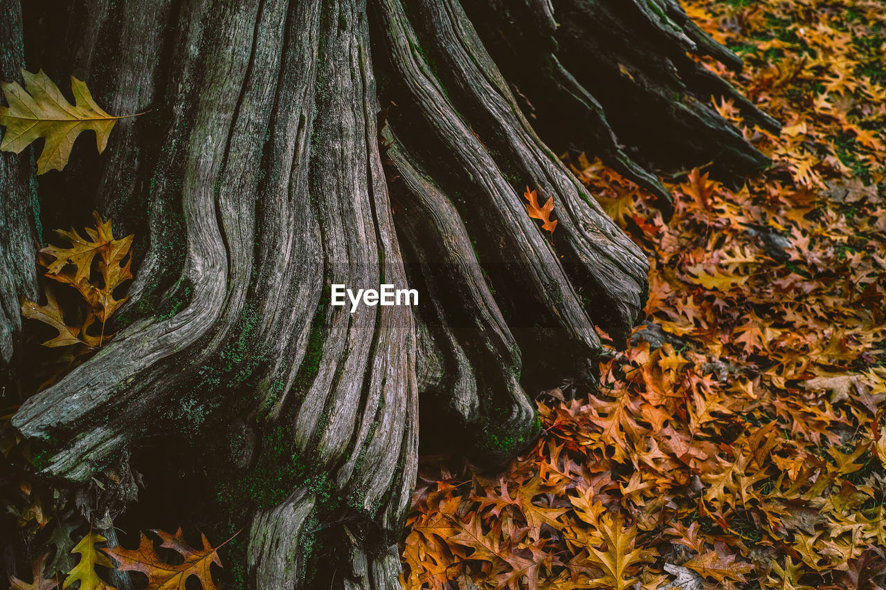 High angle view of leaves by tree on field during autumn