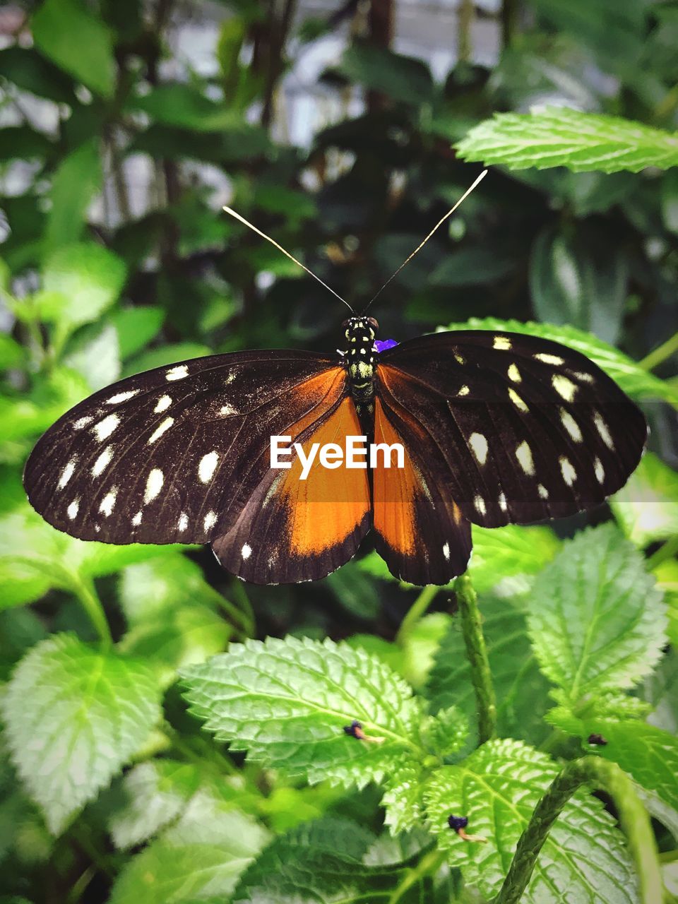 Close-up of butterfly perching on plant