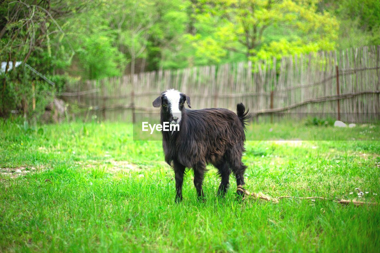 Sheep standing on grassy field