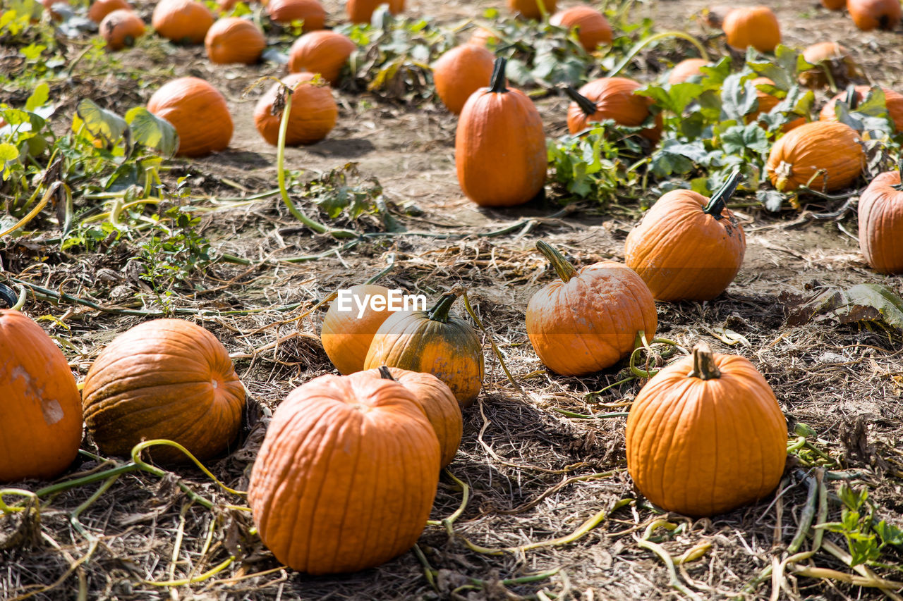 High angle view of pumpkins for sale
