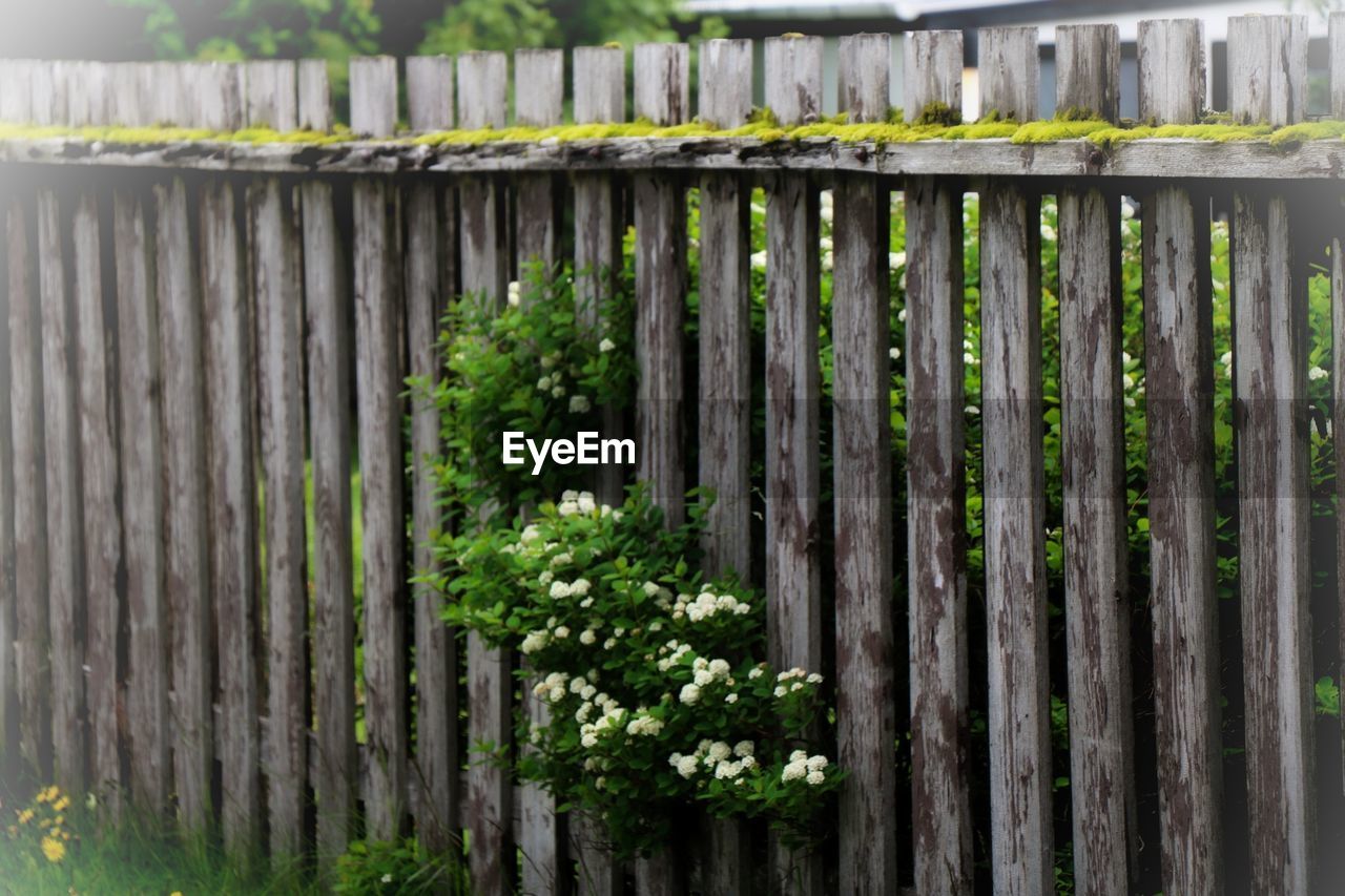 Close-up of wooden fence against plants