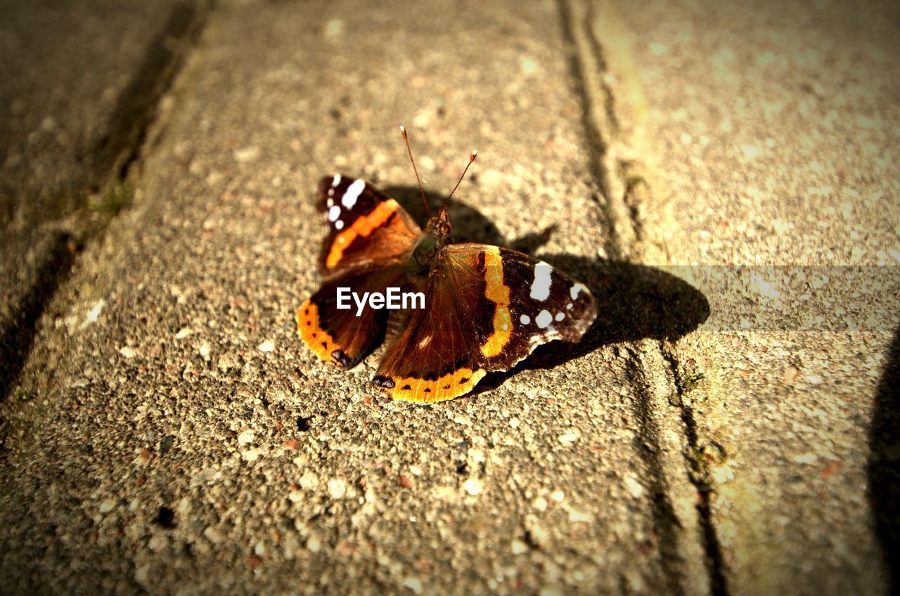 CLOSE-UP OF BUTTERFLY ON LEAF
