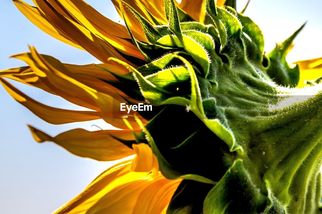 Close-up of sunflower on plant against sky