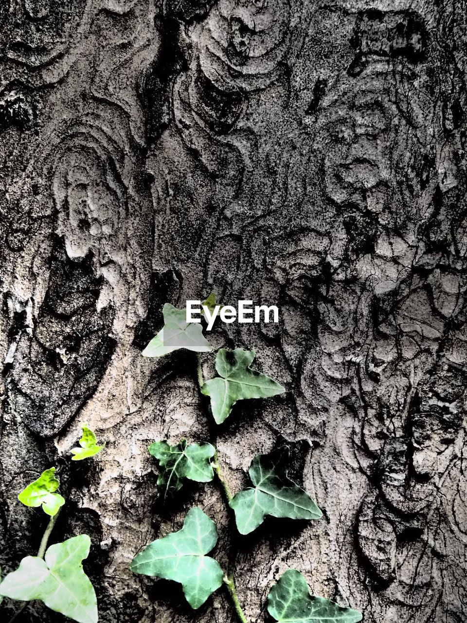 CLOSE-UP OF PLANTS