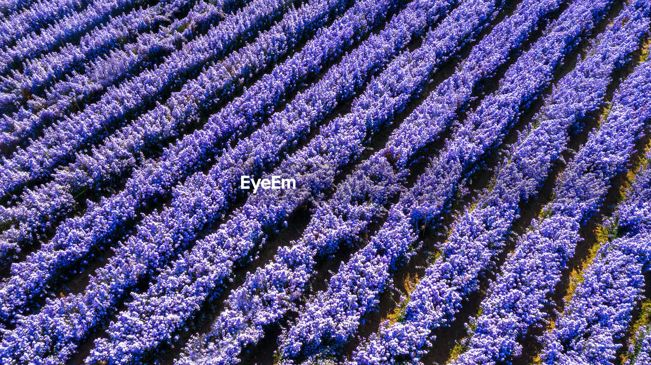 Aerial view margaret flower field, rows of margaret or marguerite flower,  thailand.