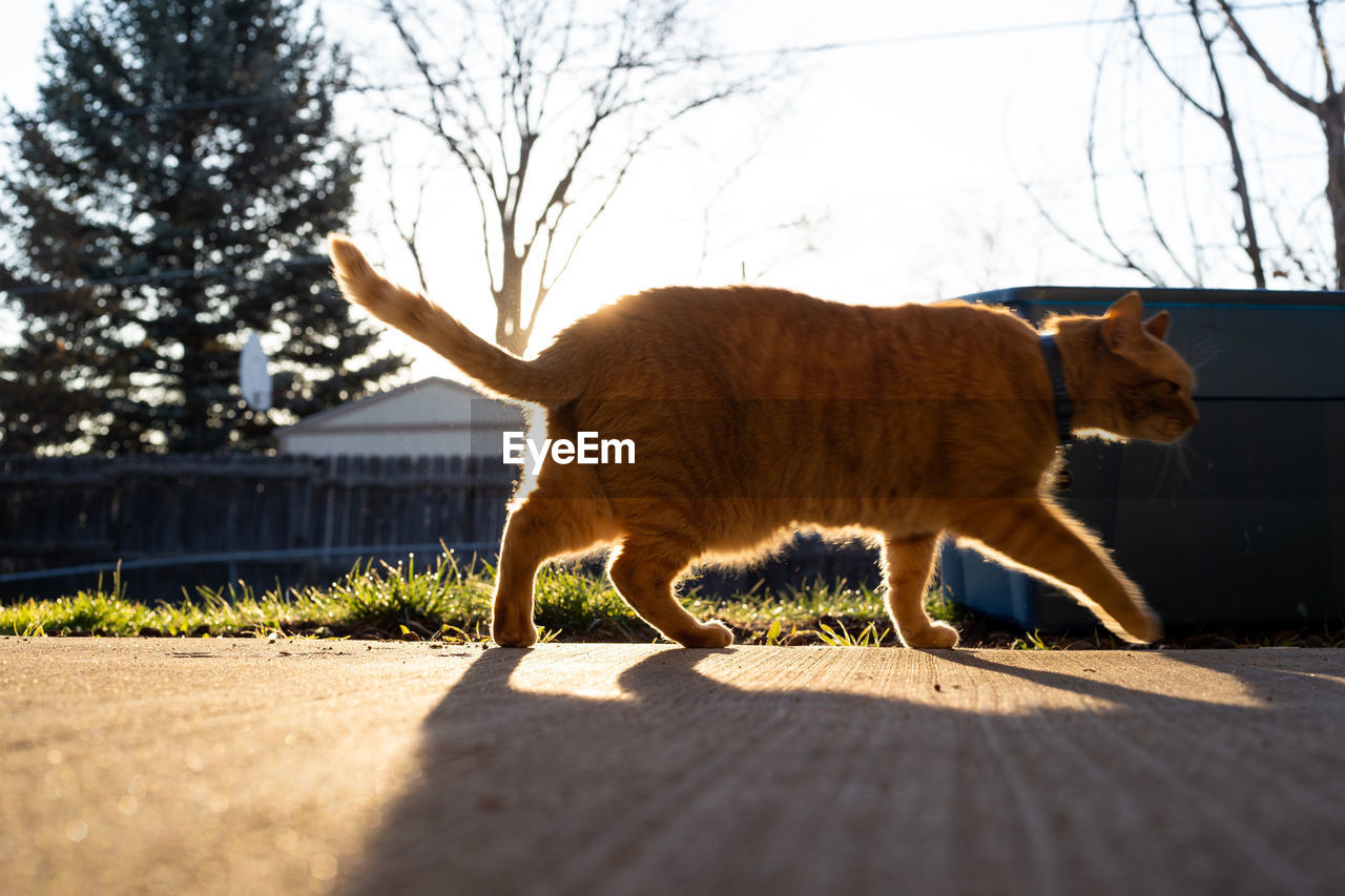 FULL LENGTH OF A CAT ON THE WALL