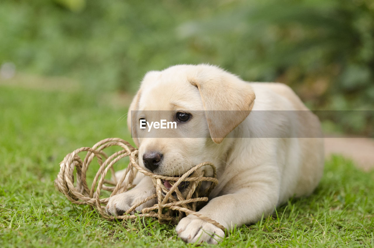 Close-up of puppy with ropes relaxing on grassy field