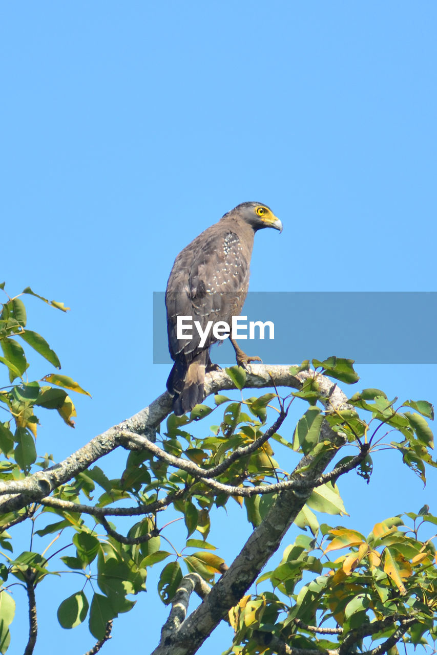 LOW ANGLE VIEW OF EAGLE PERCHING ON TREE AGAINST SKY