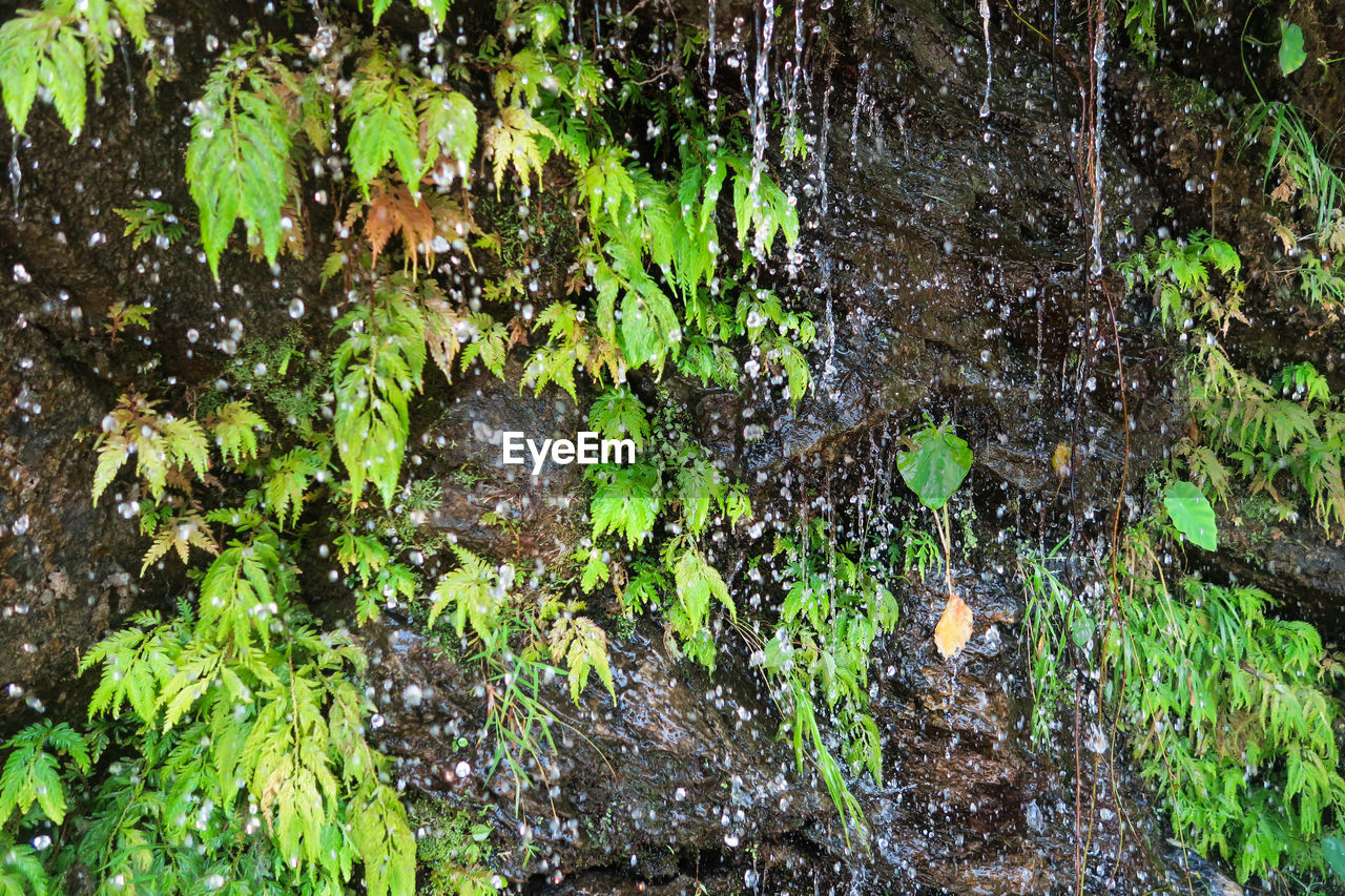 CLOSE-UP OF WET TREE