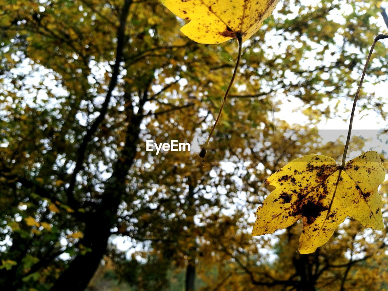 LOW ANGLE VIEW OF YELLOW TREE