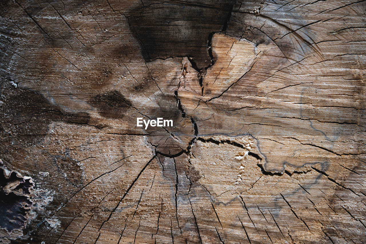 Perfect round sawn tree with annual rings and cracks. wooden texture. close-up or macro texture of