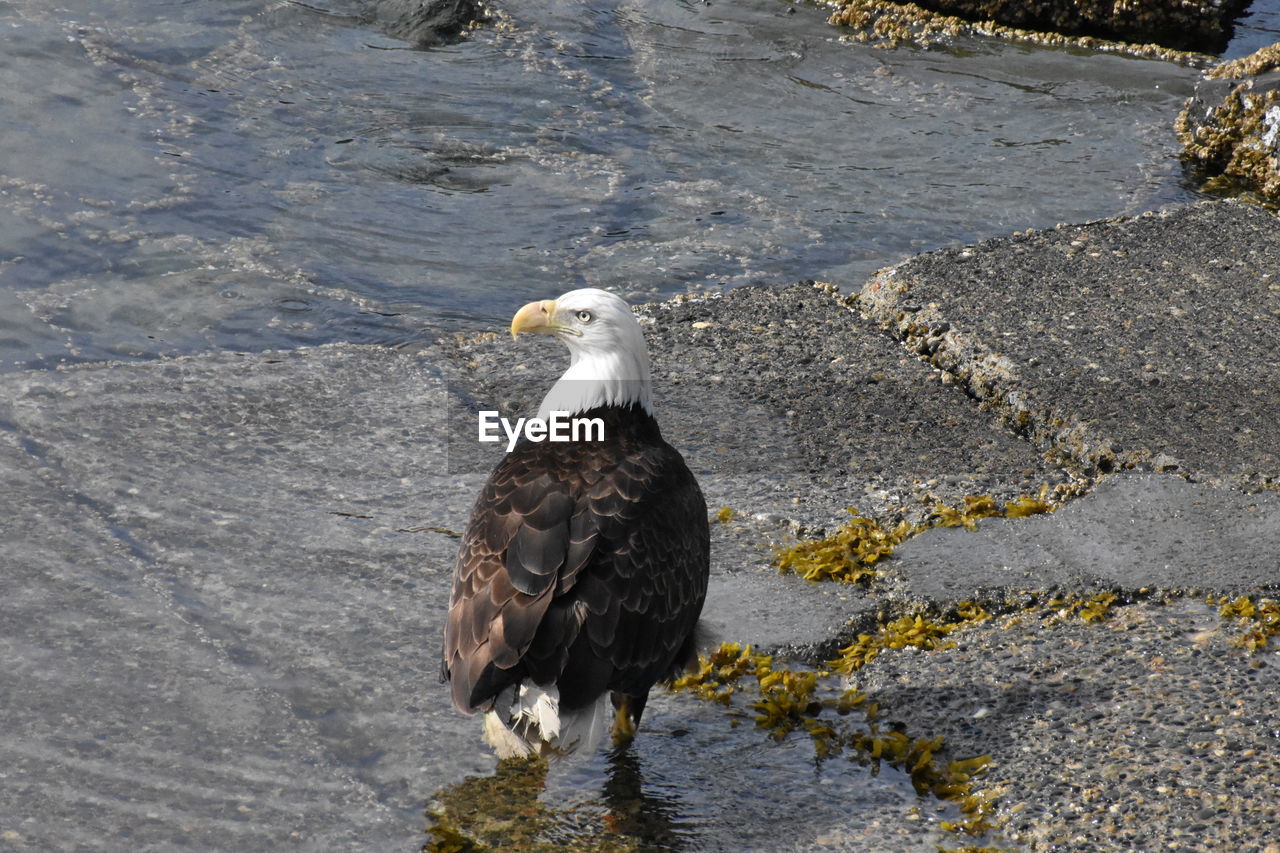 HIGH ANGLE VIEW OF SEAGULL PERCHING ON ROCK AT SHORE