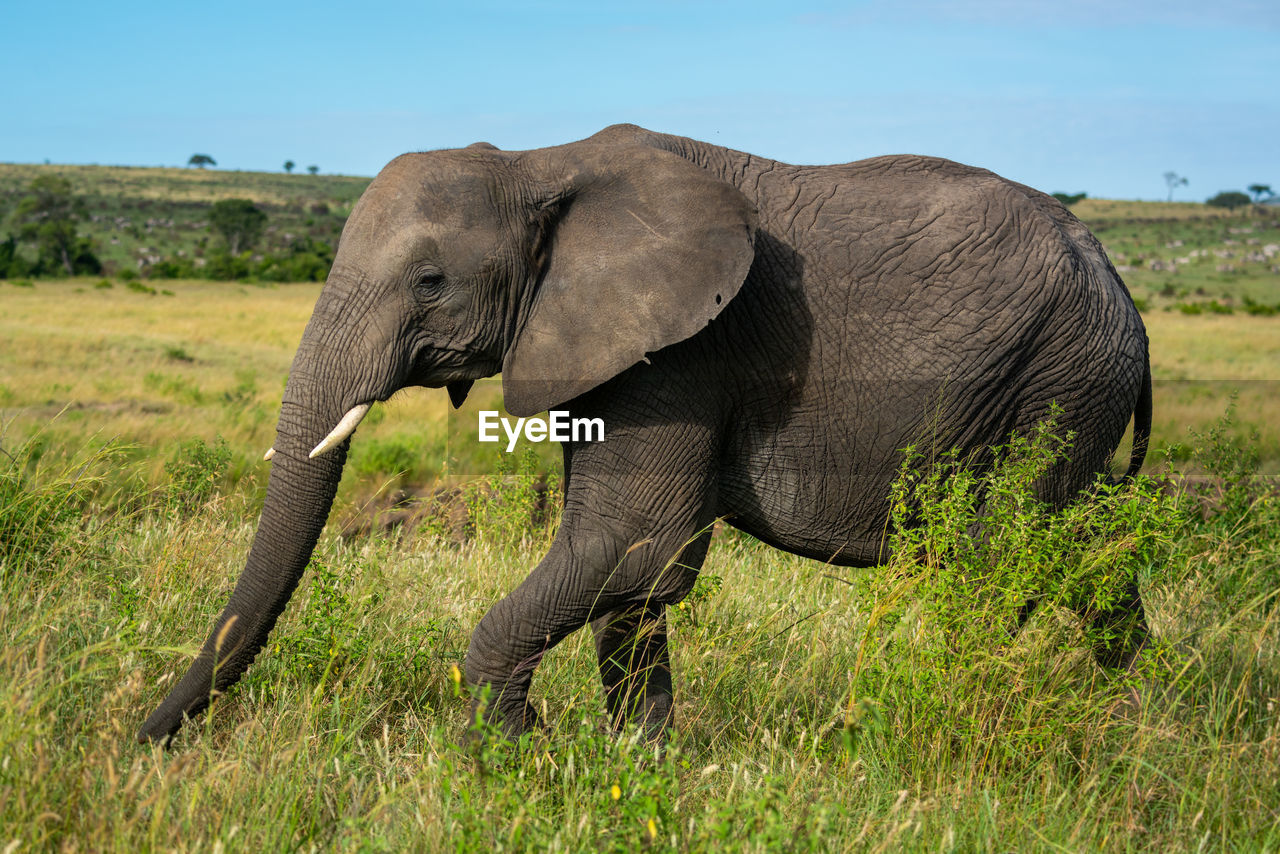 African elephant walks past bush on plain
