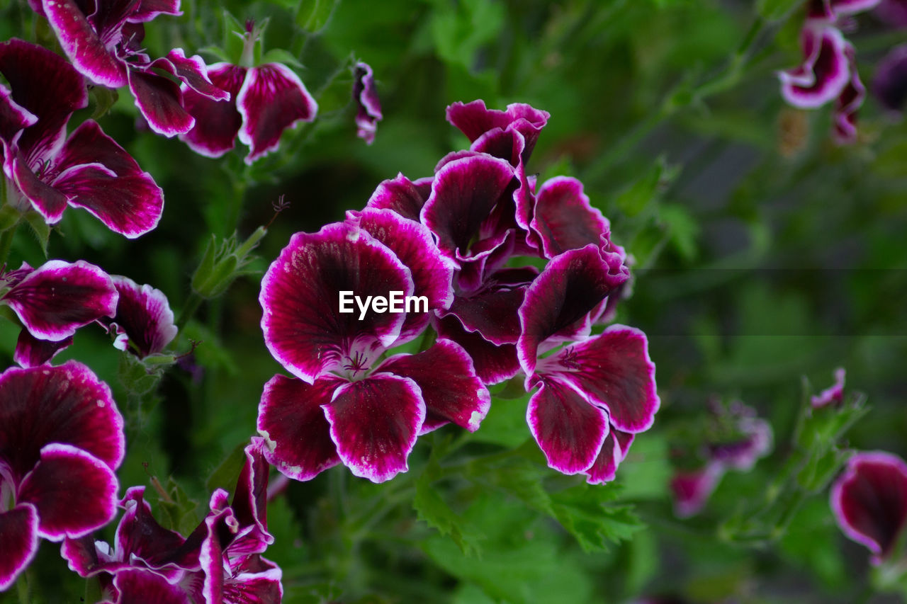 Close-up of purple flowering plant leaves