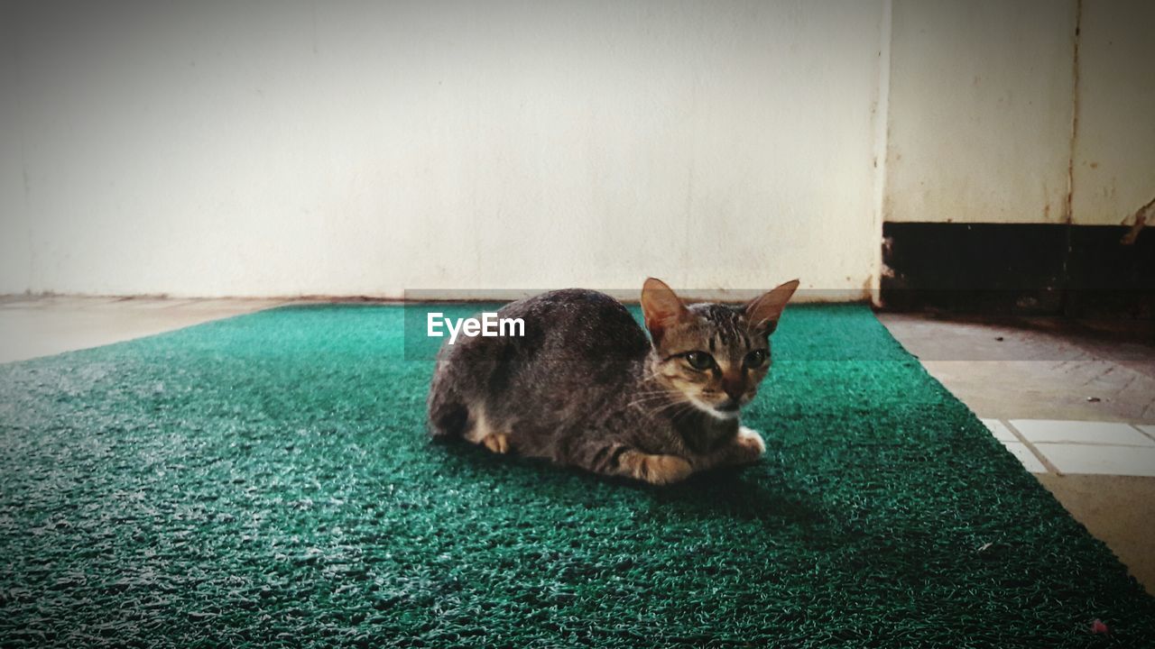 PORTRAIT OF CAT SITTING ON FLOOR BY WALL